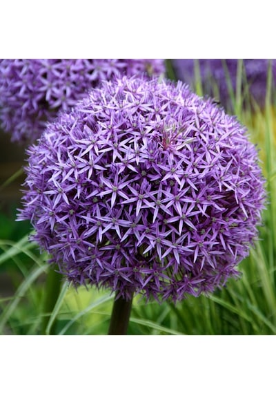 Camtohum Dev Mor Allium Tohumu Ekim Seti 3 Tohum + Saksı + Toprak + Hediye