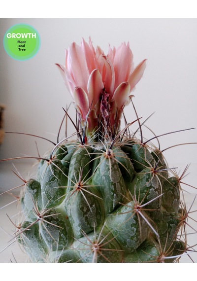 Coryphantha Pseudoechinus Kaktüs 1 Adet