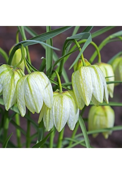 Fritillaria Alba Beyaz Ters Lale Soğanı 2 Adet