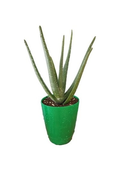 Aloe Vera Bitkisi Fidanı 10-20 Cm