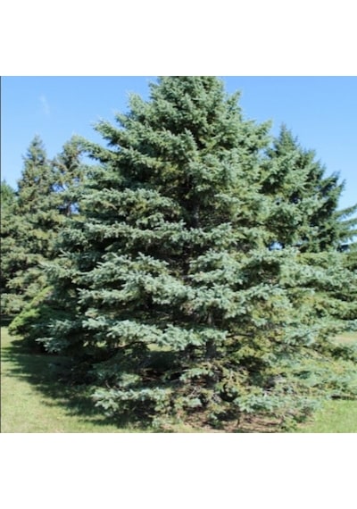 Picea Glauca Beyaz Ladin Tohumu 10 Tohum N112557