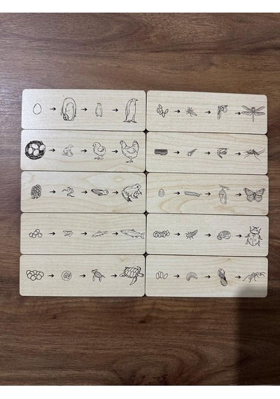 Montessori Hayvanların Ve Böceklerin Yaşam Döngüsü