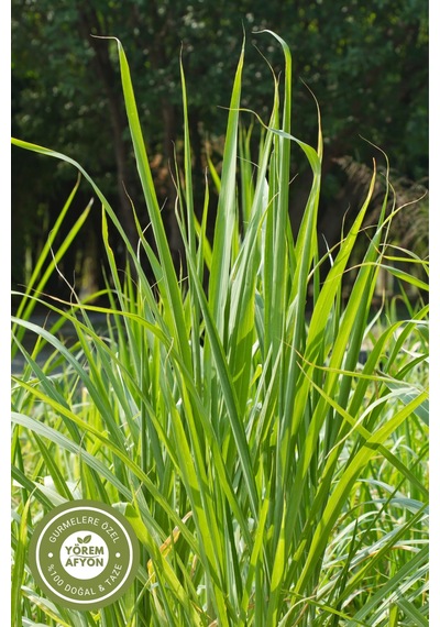 Yörem Afyon Doğanın Ferah Nefesi Limon Otu, Lemon Grass, Cymbopogon Citratus 80gr.