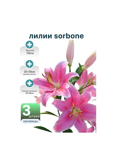 Sorbone Çeşidi 3 Adet Zambak Soğanı