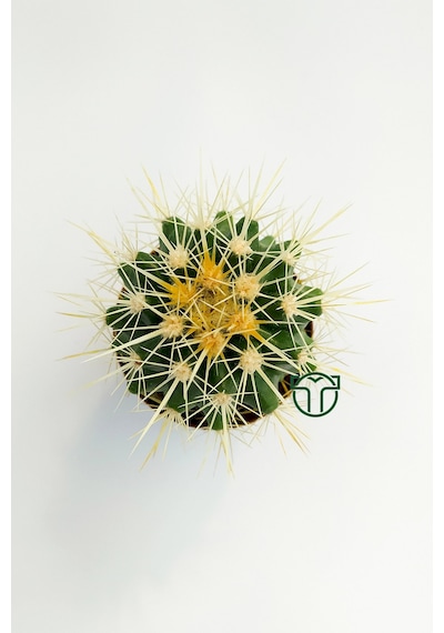 Altın Fıçı Kaktüsü. Echinocactus Grusonii. 5.5 Cm