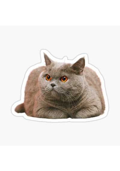 British Shorthair Kedi Araba Oto Sticker Etiket 17Cm Z9