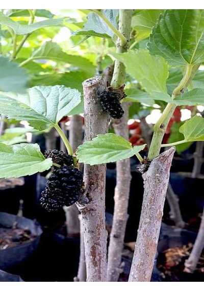 Videolu Ters Paraşüt Dut 90 110 Cm 1 Adet Tüplü Meyve Ağacı Mulberry Tree