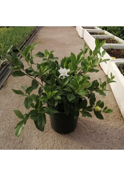 Gardenia Jasminoides Gardenya Çiçeği