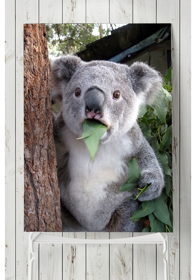 Koala Hayvan Posteri