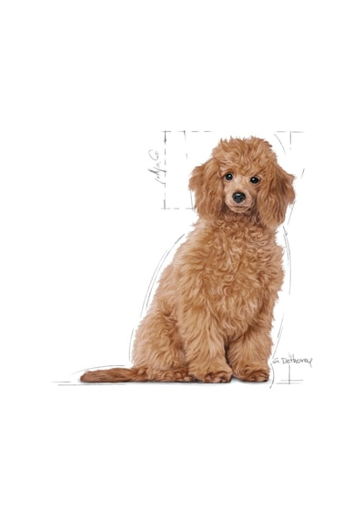 Royal Canin Puppy Poodle Küçük Irk Yavru Köpek Maması 3 KG