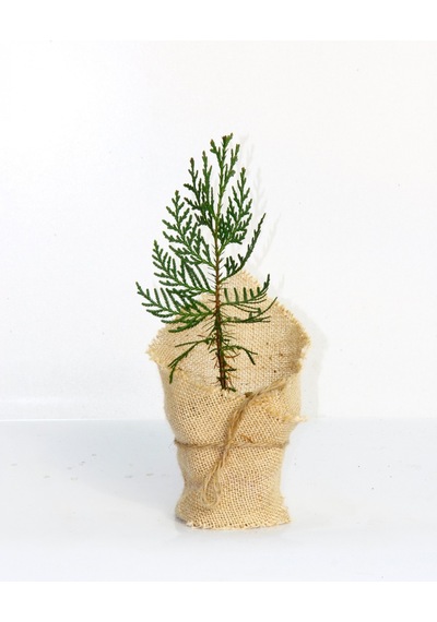 NİKAH ÇAMI 50 ADET - ÖZEL GÜN FİDANI (Mazı-Thuja Orientalis)