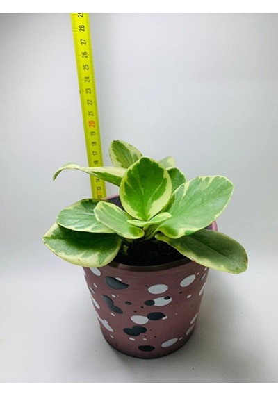Peperomia Obtusifolia Alacalı Peperomia Ithal Özel Tür