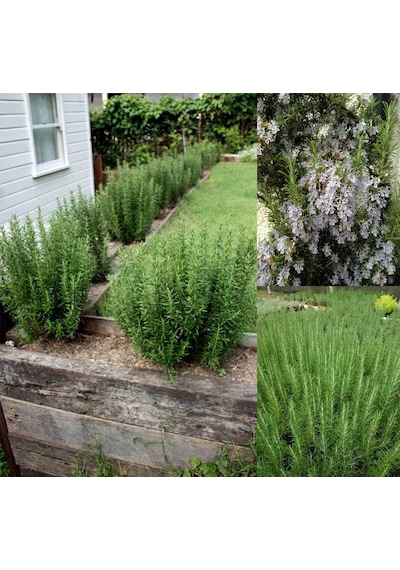 20 Adet Biberiye Fidanı Rosmanirus Officinalis Dahil
