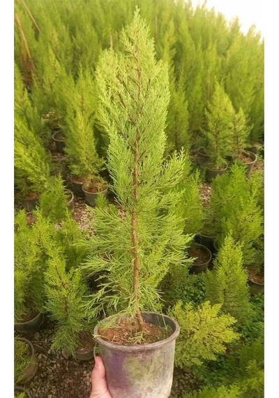 Videolu Limon Çamı/servi 1 Adet Saksılı/tüplü 30-60 Cm Dış Mekan Bitkisi Cupressus Macrocarpa