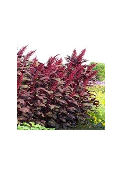 Red Spike Kırmızı Amaranthus Çiçeği Tohumu 50 Tohum
