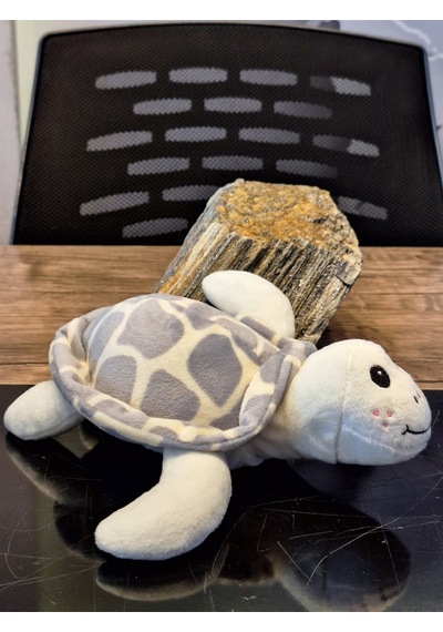 Caretta Caretta Kaplumbağa Küçük Gri