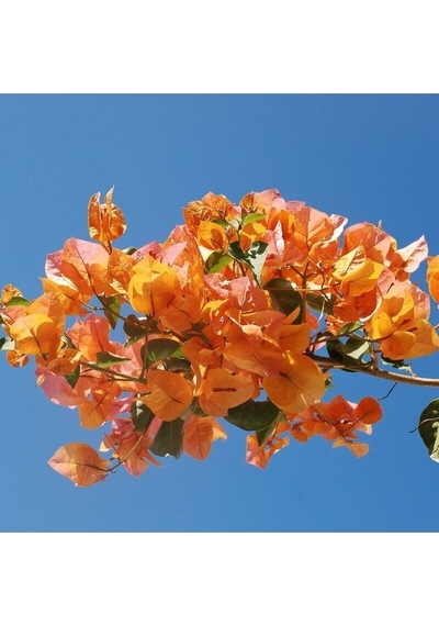 Kayısı Renkli Begonvil Fidanı Bougainvillea