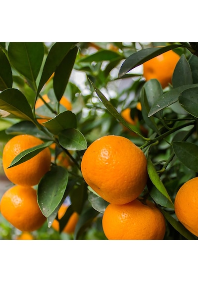 Tüplü Aşılı Lezzetli Çeşit Fremont Mandalina Fidanı