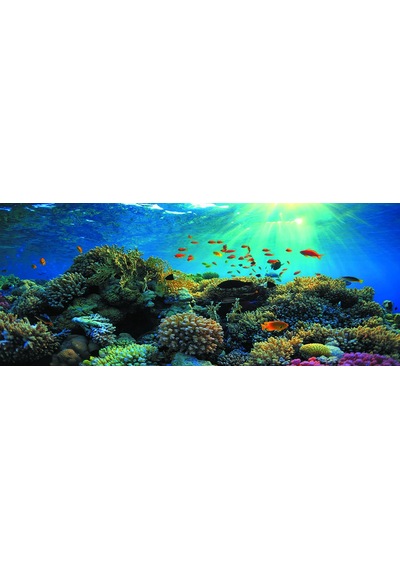 Kanki Pet 155 cm KP1556521 Akvaryum Arka Fon Yapıştırma 155x65 cm