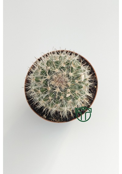 Mammillaria Hahniana Nadir Tür Kaktüs 5.5 Cm Saksida