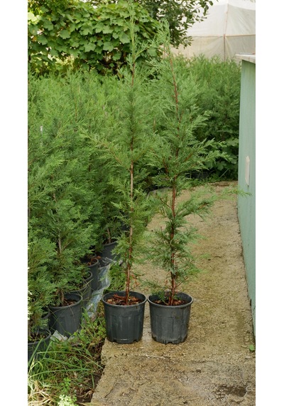 Leylandi Fidanı Canlı Çit Bitkisi 120-140 Cm