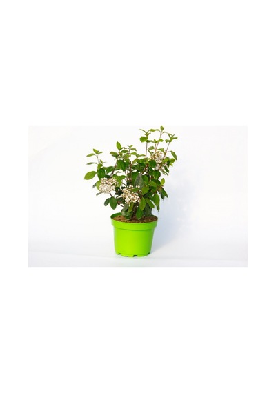 Viburnum Tinus - Yaprak Dökmeyen Kartopu Yeşil Saksıda