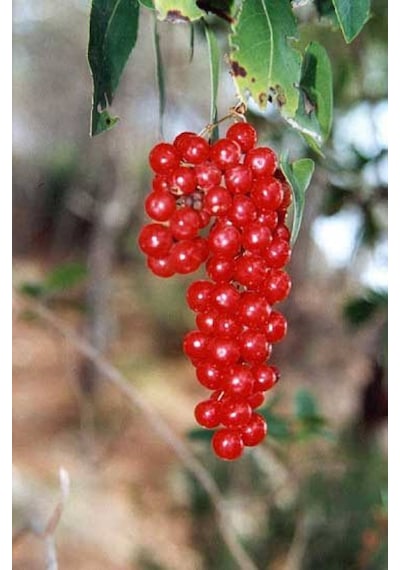 Bahçevilya 1 Adet 2 Yaşında Tüplü Frenk Üzümü Fidanı Ribes Rubrum