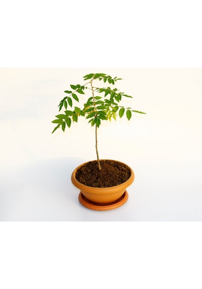 Bonsai Mor Salkım