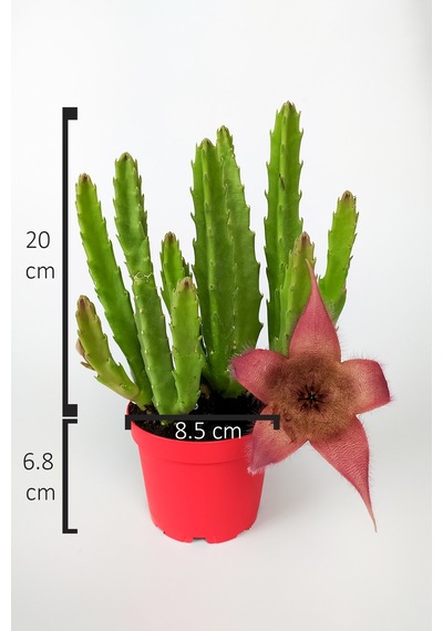 Leş Kaktüsü Stapelia Grandiflora Büyük Boy 8.5 cm Kırmızı Saksıda