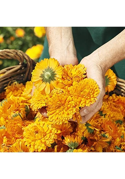 Calendula Organik Pişik Kremi 75 Ml