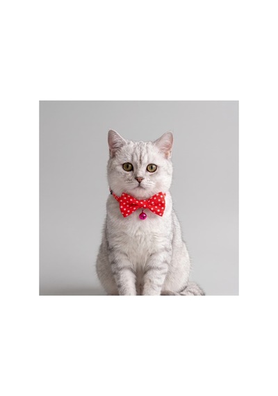 Zilli Kedi Papyon Tasması 3'lü Avantaj Seti