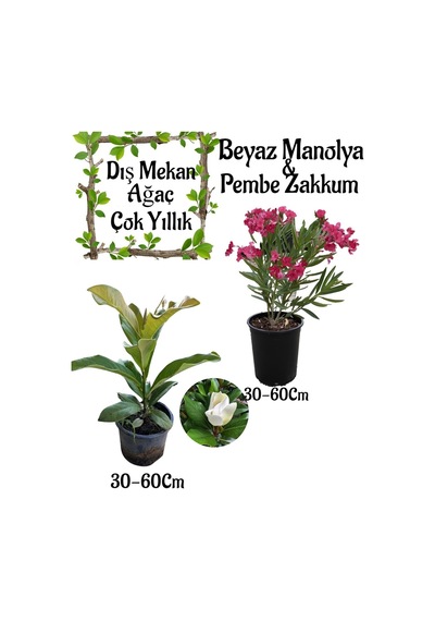 Kokulu Manolya Ağacı 1 Adet Saksılı+pembe Zakkum1 Adet Saksılı Bahçe Seti