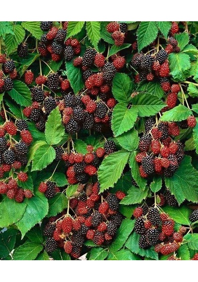 Tatlı Ve Lezzetli Böğürtlen Fidanı Tüplü 2 Yaşında