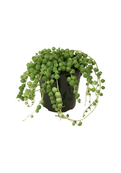 Senecio Rowleyanus, Tesbih Çiçeği 11 Cm Saksıda Jumbo Boy