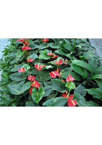Anthoryum - Flamingo Çiçeği Anthurium 2 Adet