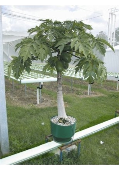 Bodur Papaya Ağacı Tohumu 3 Tohum + Tohum