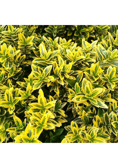 Altuni Çıtır Taflan - Euonymus Microphyllus Pulchellus Aureus Ce
