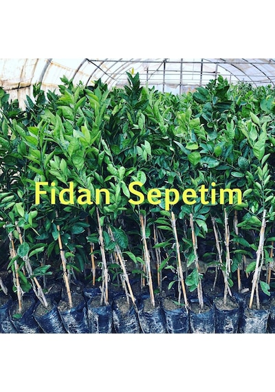 3 Yaş Aşılı Kan Portakalı Fidanı