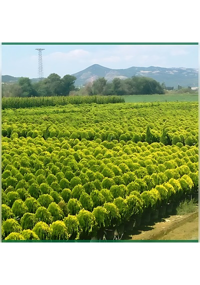 Limon Selvi Tek Top 50 Cm