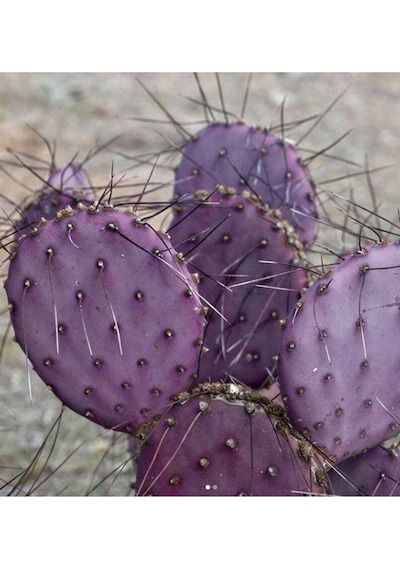 10 Adet Purple Opuntia Violacea V. Santa Rita Kaktüs Tohumu