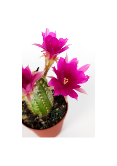 Yılan Kaktüs Fuşya Çiçekli Pilosocereus Silvestrii Hibrit Nadir