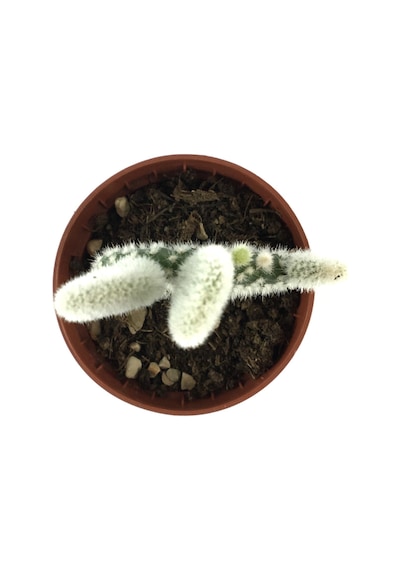 Opuntia Microdasys 'Albata' (Kaktüs) Ø5,5 CM Y0-10 CM
