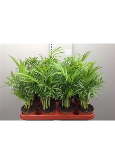 Iç Mekan Süs Bitkileri Salon Palmiyesi - Chamaedorea Elegans 30- 40 Cm