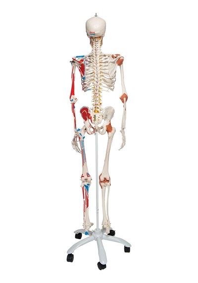 Iskelet Modeli. Kasları Ve Ligamentleri Gösteren 180 Cm