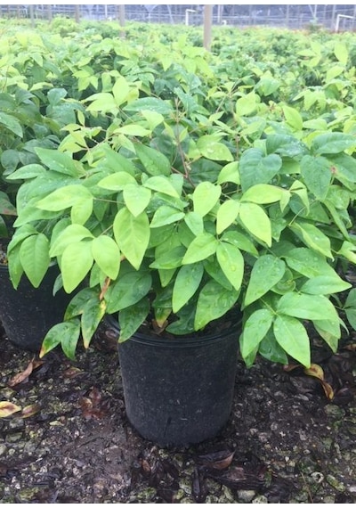 Cennet Bambusu Nandina Fidanı 2 Yaşında Tüplü