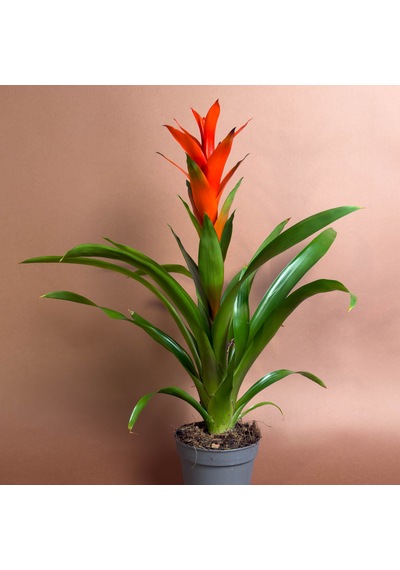 Guzmania 46 Cm Kırmızı Gösterişli Çiçekli Form