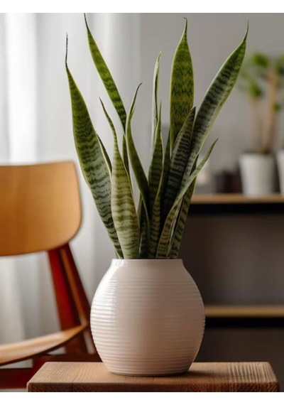 Bakımı Kolay Paşa Kılıcı Yeşil Kılıç Bitkisi, Dolgun Formlu 20-40cm
