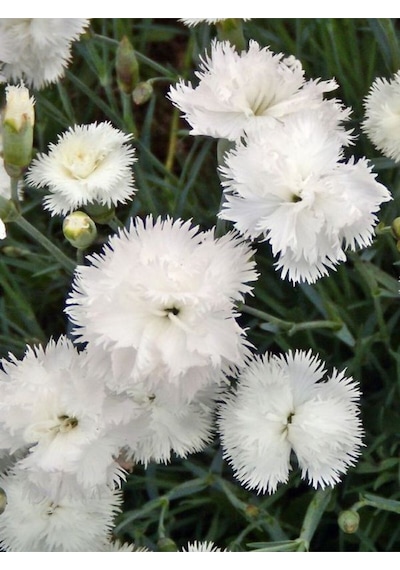 Videolu Beyaz Karanfil 20 40 Cm 1 Adet Saksılı Çiçekli Bodur Bitki Dianthus Caryophyllus