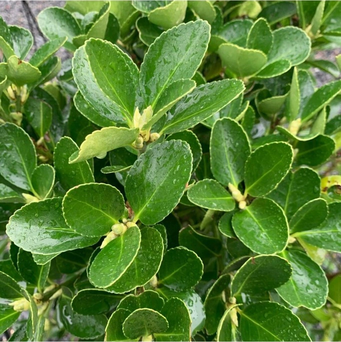 Yeşil Taflan Fidanı 10-20 Cm