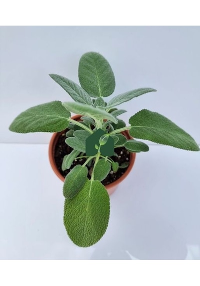 Adaçayı Fidanı 10-20 Cm